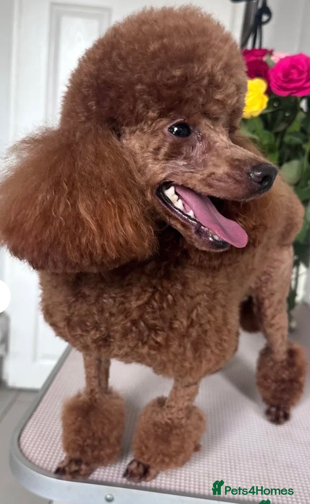 Jackapoo dogs for sale: Much Wenlock Jackapoo puppies - Rare & Special - Advert 4