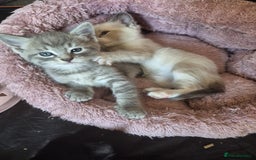 Norwegian Forest Cat cats for sale: Norwegian forest mixed tabby - Image 20
