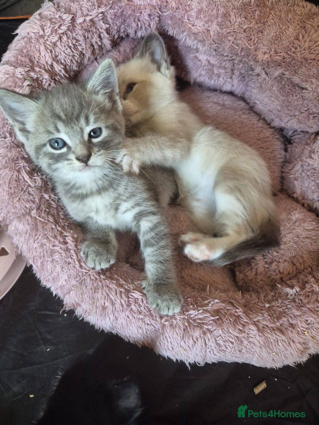 Norwegian Forest Cat cats for sale: Norwegian forest mixed tabby - Image 20