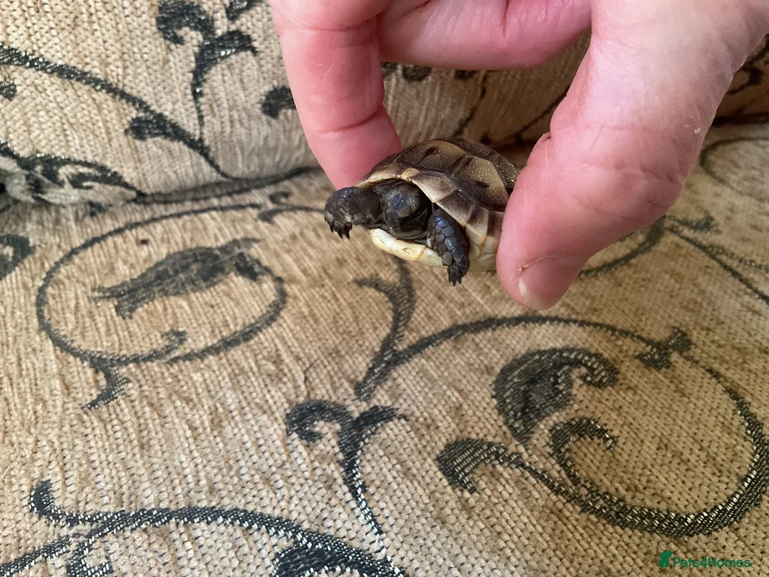 Tortoise reptiles for sale: Hatchling spur- thigh tortoises  in Tonbridge - Advert 4