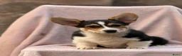 Welsh Corgi Pembroke dogs for sale: Quality Corgi pups waiting lovely homes - Advert 8