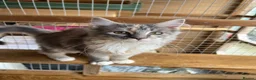 Maine Coon cats for sale: BEAUTIFUL MAINE COON KITTENS - Advert 8