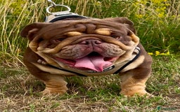 English Bulldog dogs for stud: 🍫🍫 CHOCOLATE & TAN BOY 🍫🍫 in Southend-on-Sea - Image 5