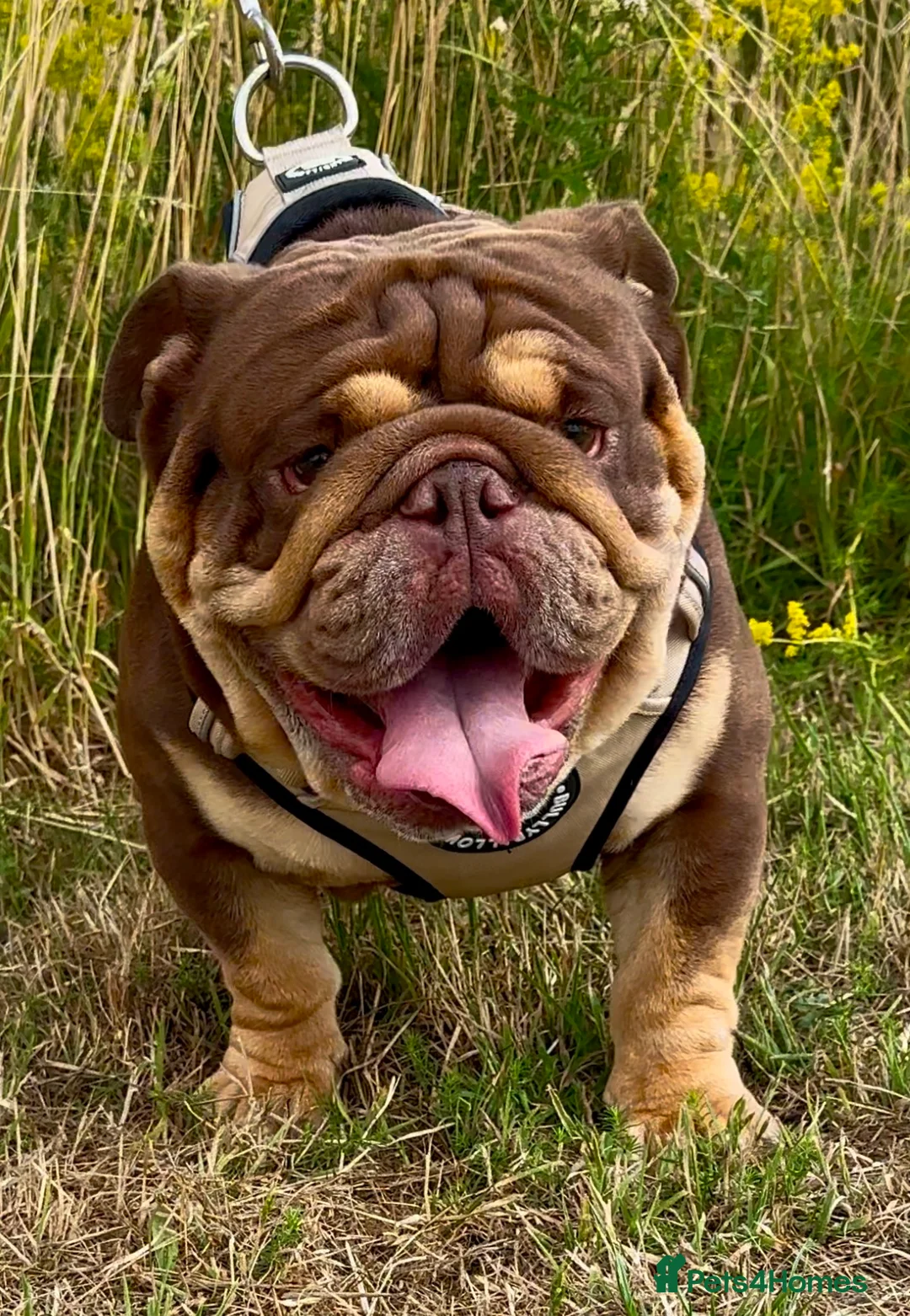English Bulldog dogs for stud: 🍫🍫 CHOCOLATE & TAN BOY 🍫🍫 in Southend-on-Sea - Advert 7