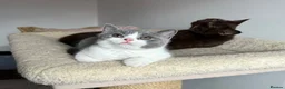 British Shorthair cats for sale: 🐾Blue and White British Shorthair Boys  - Advert 2