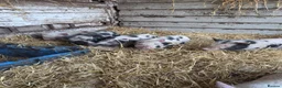 Pig livestock for sale: Pigs  in Oldham - Advert 3