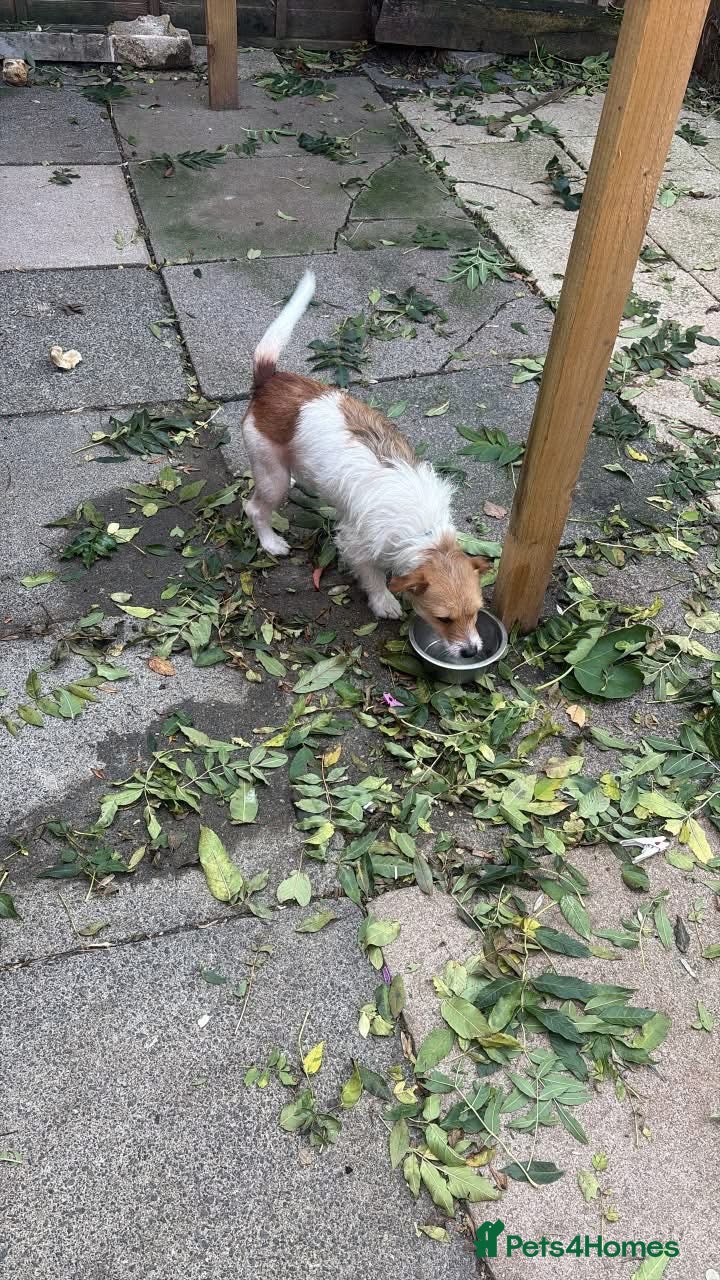 Jack Russell dogs for sale: Jack russel - Advert 8