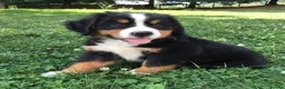 Bernese Mountain Dog dogs for sale: 2 Active Bloodline Bernese Mountain Dog Puppies in Glasgow - Advert 6