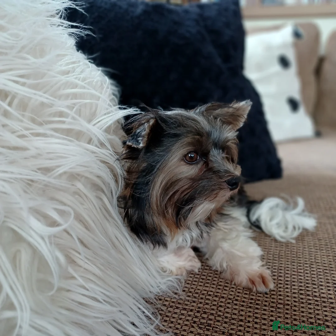 Yorkshire Terrier dogs for stud: Purebred BiewerTerrier/ColourfulYorkie Proven Stud in Merthyr Tydfil - Advert 29