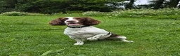 Sprocker dogs for sale: Beautiful littler of L&W sprocker puppies  in Lostwithiel - Advert 2