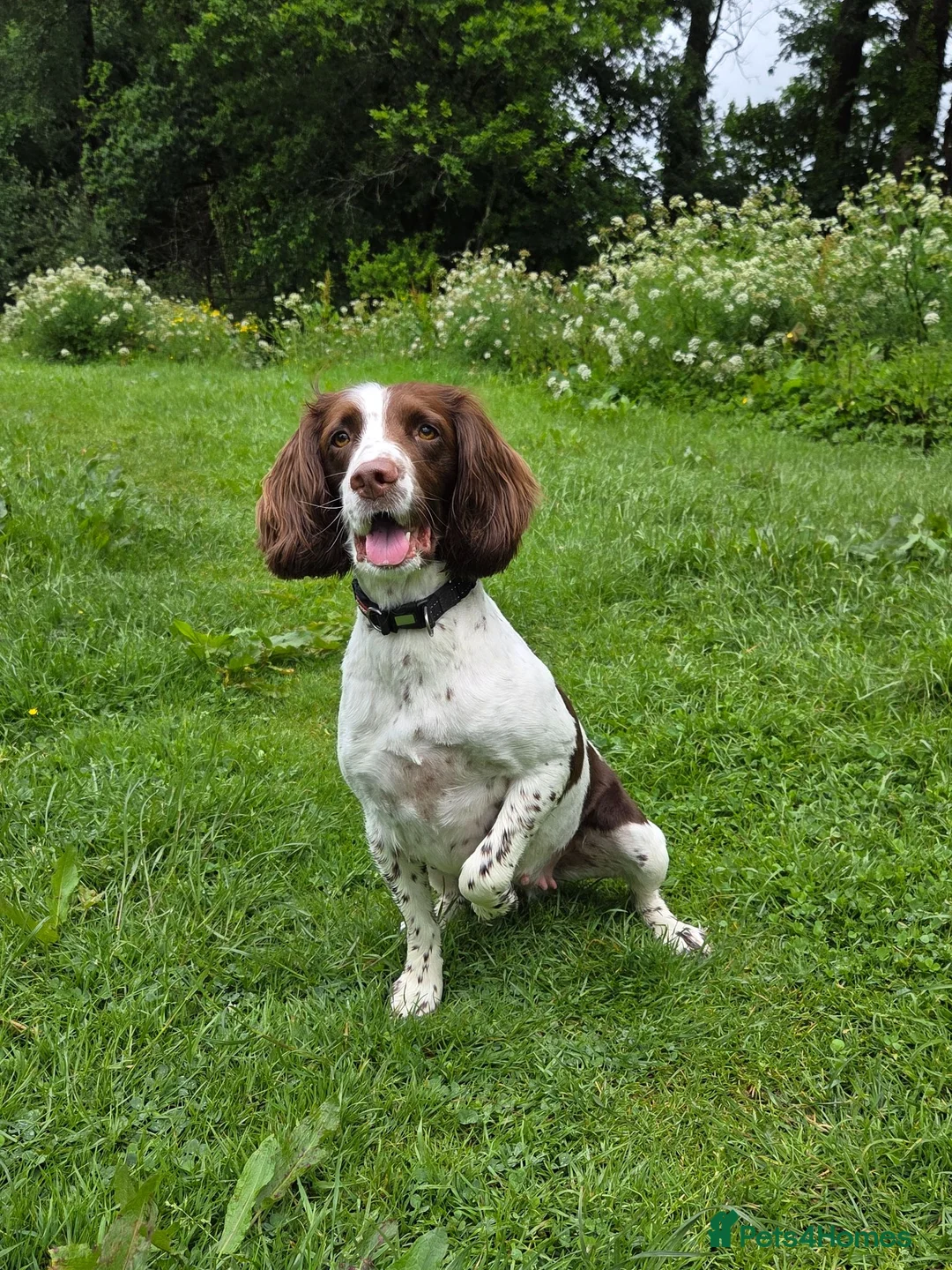 Sprocker dogs for sale: Beautiful littler of L&W sprocker puppies  in Lostwithiel - Advert 2