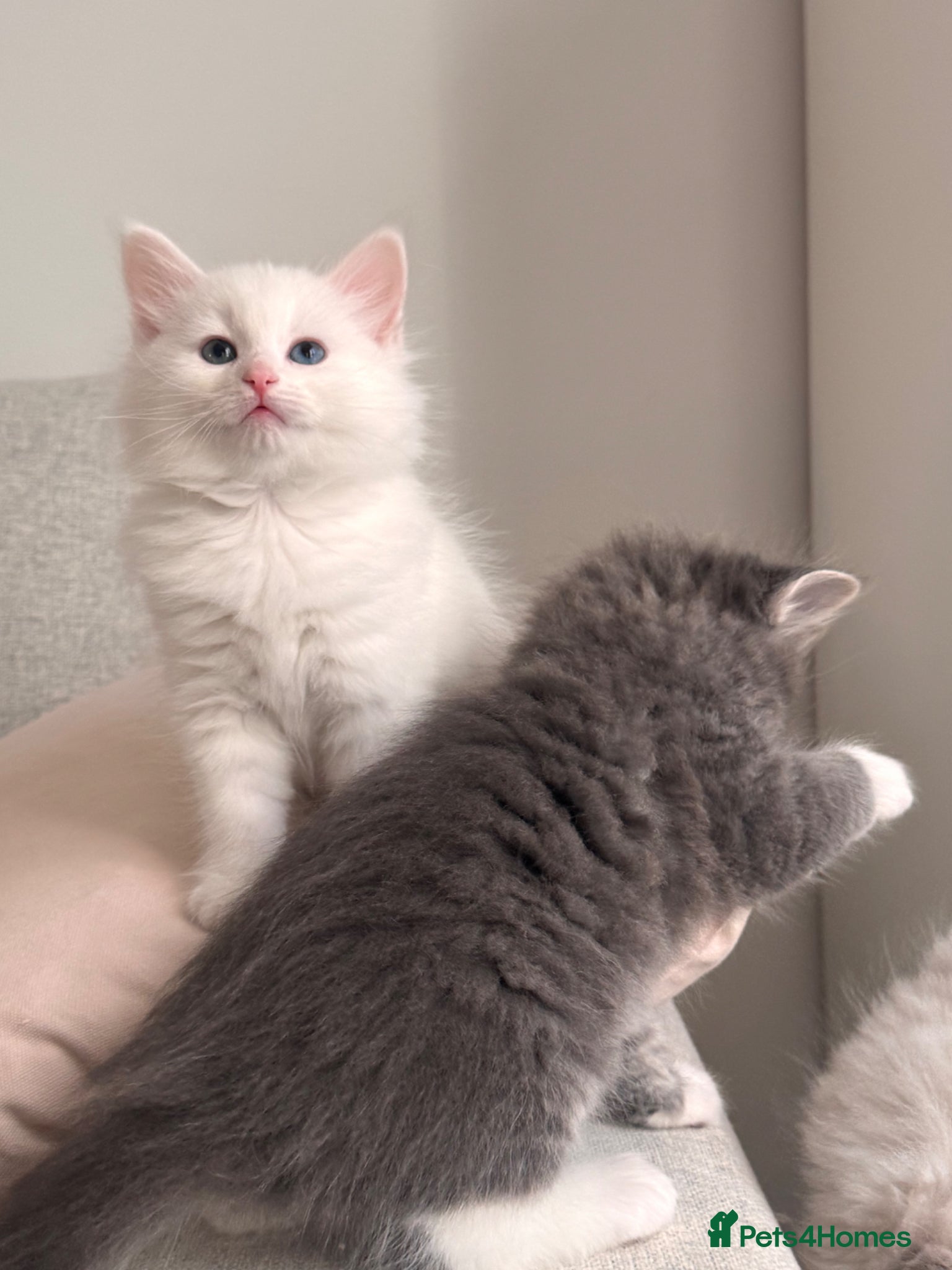 Siberian cats for sale: 🐾 Adorable Siberian Kittens  - Advert 7