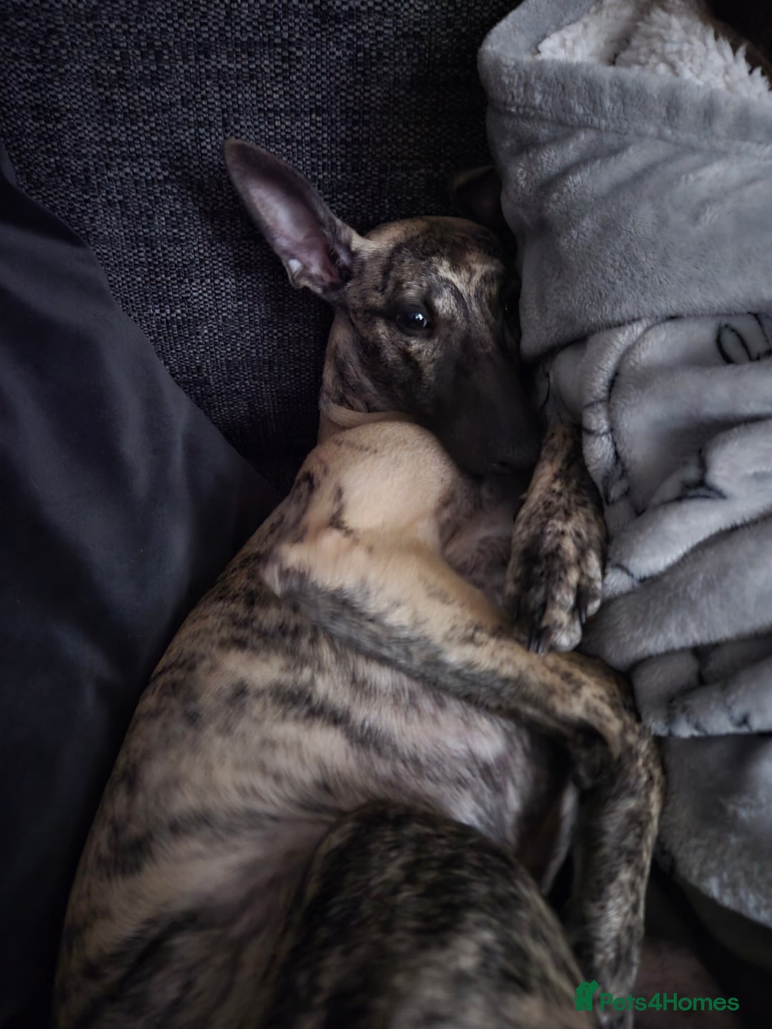 Whippet dogs for sale: Dory is looking for her forever home 🩷 - Advert 7