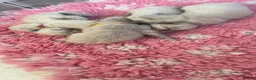 Ragdoll cats for sale: Beautiful Gccf ragdoll kittens  - Advert 18