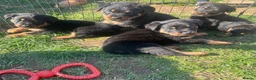 Rottweiler dogs for sale: Ready to leave Gorgeous last female Rottweiler - Advert 12