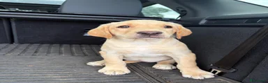 Labrador Retriever 1