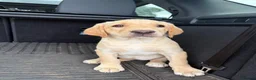 Labrador Retriever dogs for sale: Labrador Bitch Puppy  in Newcastle upon Tyne - Advert 2
