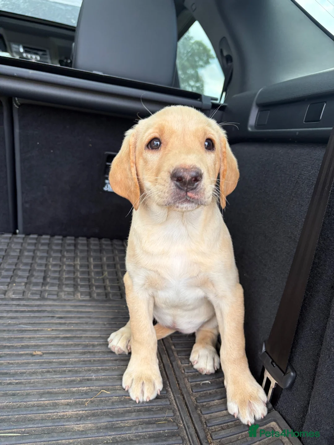 Labrador Retriever dogs for sale: Labrador Bitch Puppy  in Newcastle upon Tyne - Advert 2