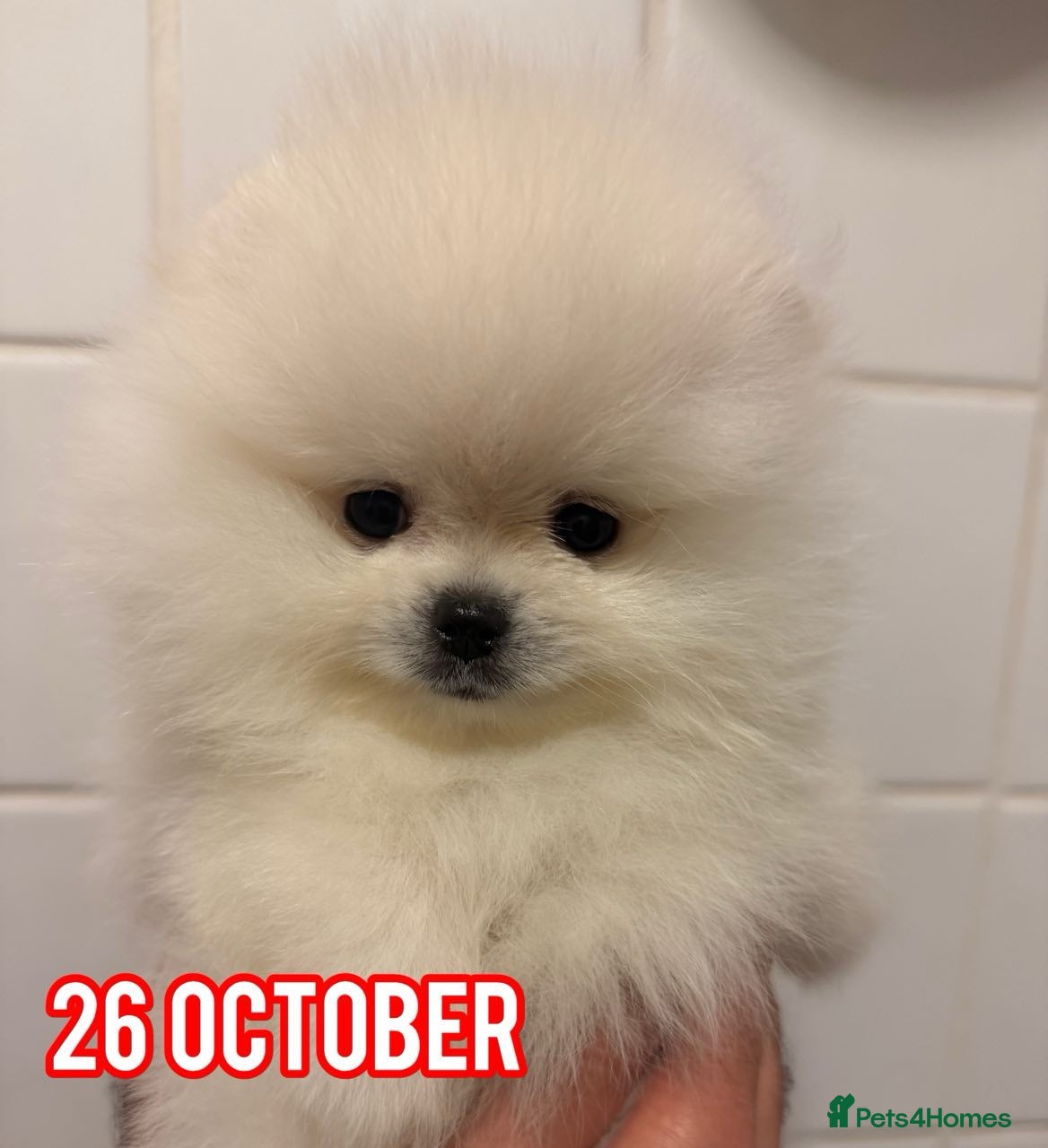 Pomeranian dogs for sale: Beautiful White/Cream Pomeranian Puppies - Advert 1