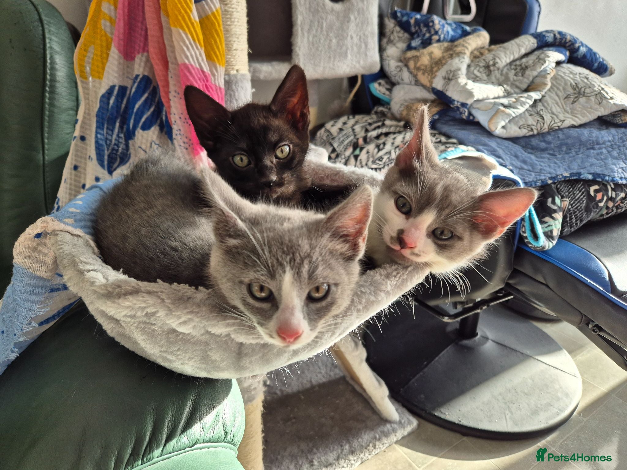 Mixed Breed cats Playful kittens - Advert 1