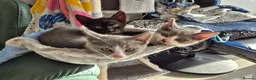 Mixed Breed cats for sale: Playful kittens - Advert 1