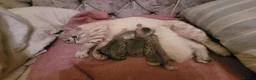 British Shorthair cats for sale: kittens looking for forever family  - Advert 10