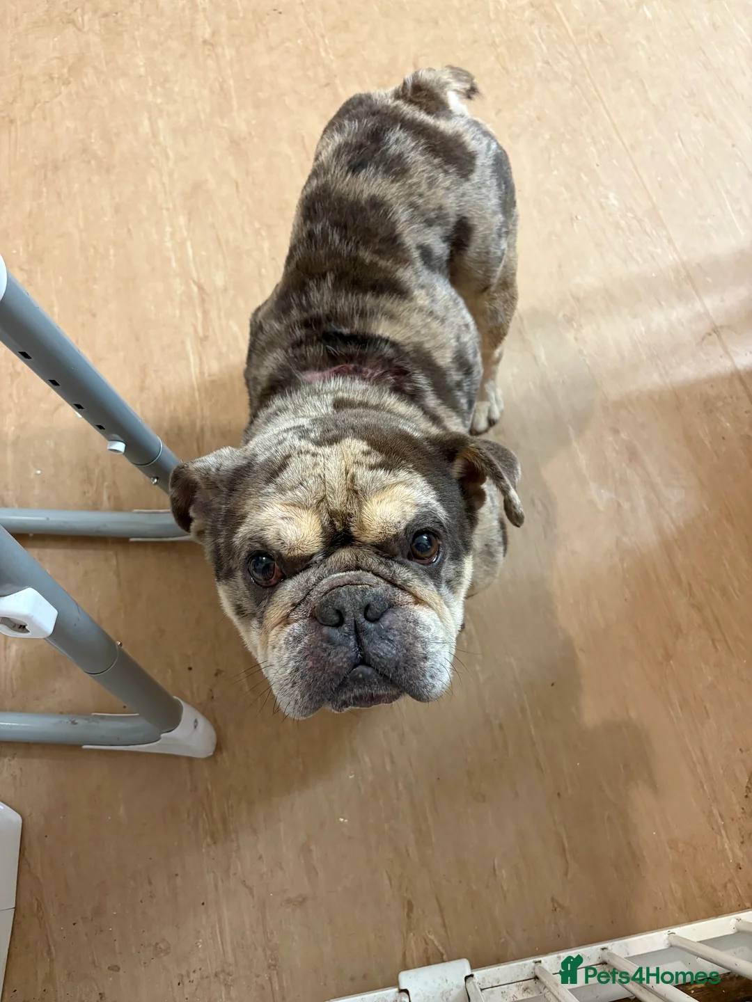 English Bulldog dogs for sale: English Bulldog Jack - Advert 3