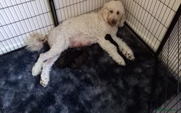 Labradoodle dogs for sale: Multigenrational labradoodle  - Image 9
