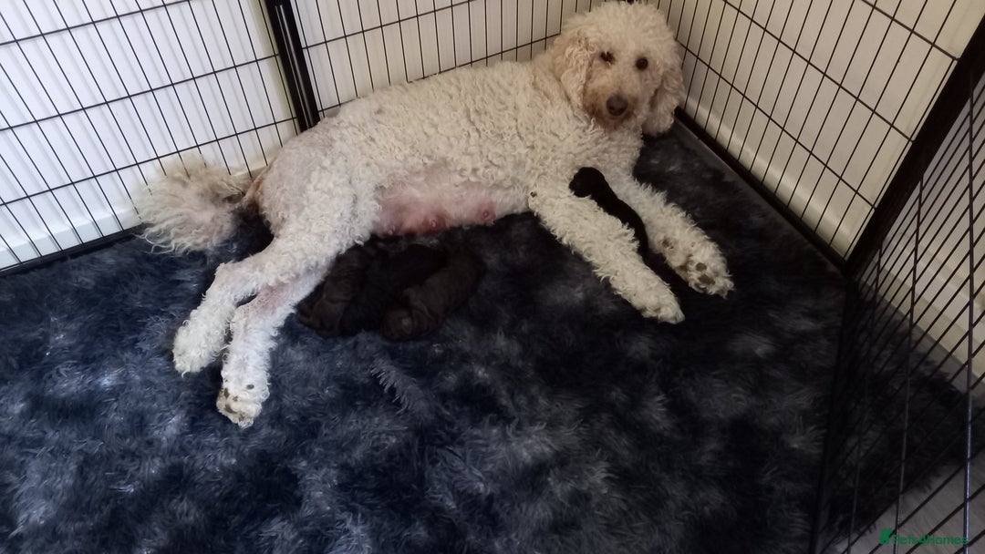 Labradoodle dogs for sale: Multigenrational labradoodle  - Image 9