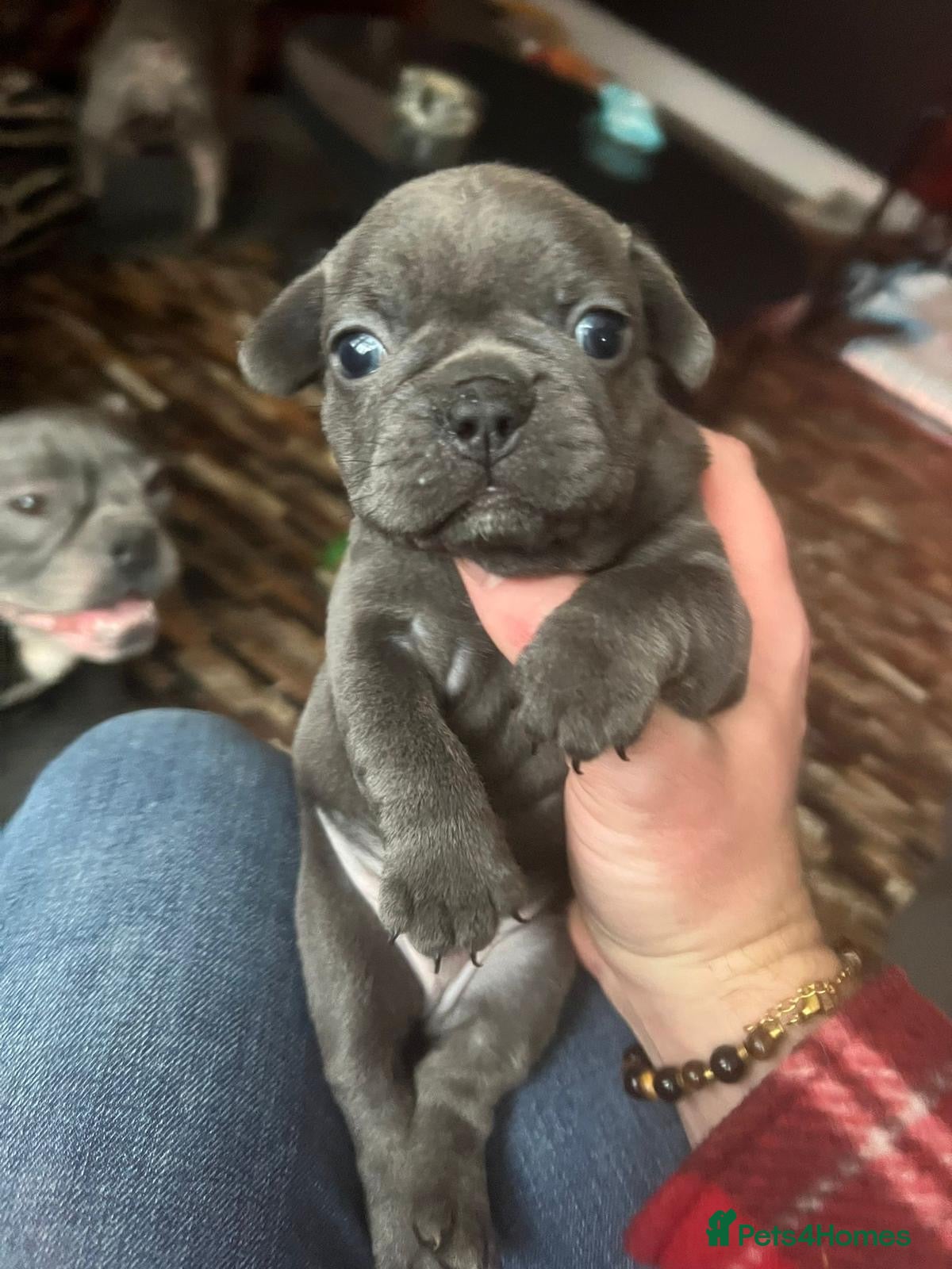 French Bulldog dogs French Bulldog Puppies for sale - Advert 2