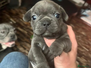 French Bulldog dogs French Bulldog Puppies for sale - Advert 9