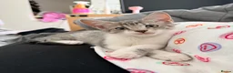 Mixed Breed cats for sale: Adorable Kittens Looking for Their Forever Home 🐾 in Sheffield - Advert 7