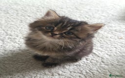 Persian cats for sale: Beautiful 1/2 Persian kittens (2girls 1 boy) - Image 19