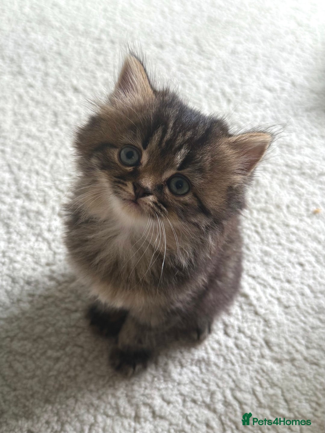 Persian cats for sale: Beautiful 1/2 Persian kittens (2girls 1 boy) - Image 19