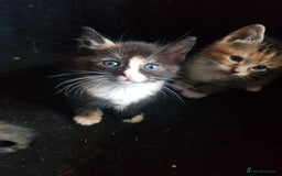Mixed Breed cats for sale: 3 beautiful female kittens  - Image 1