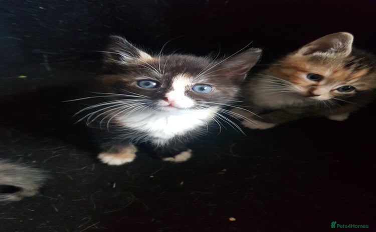 Mixed Breed cats - Advert 5