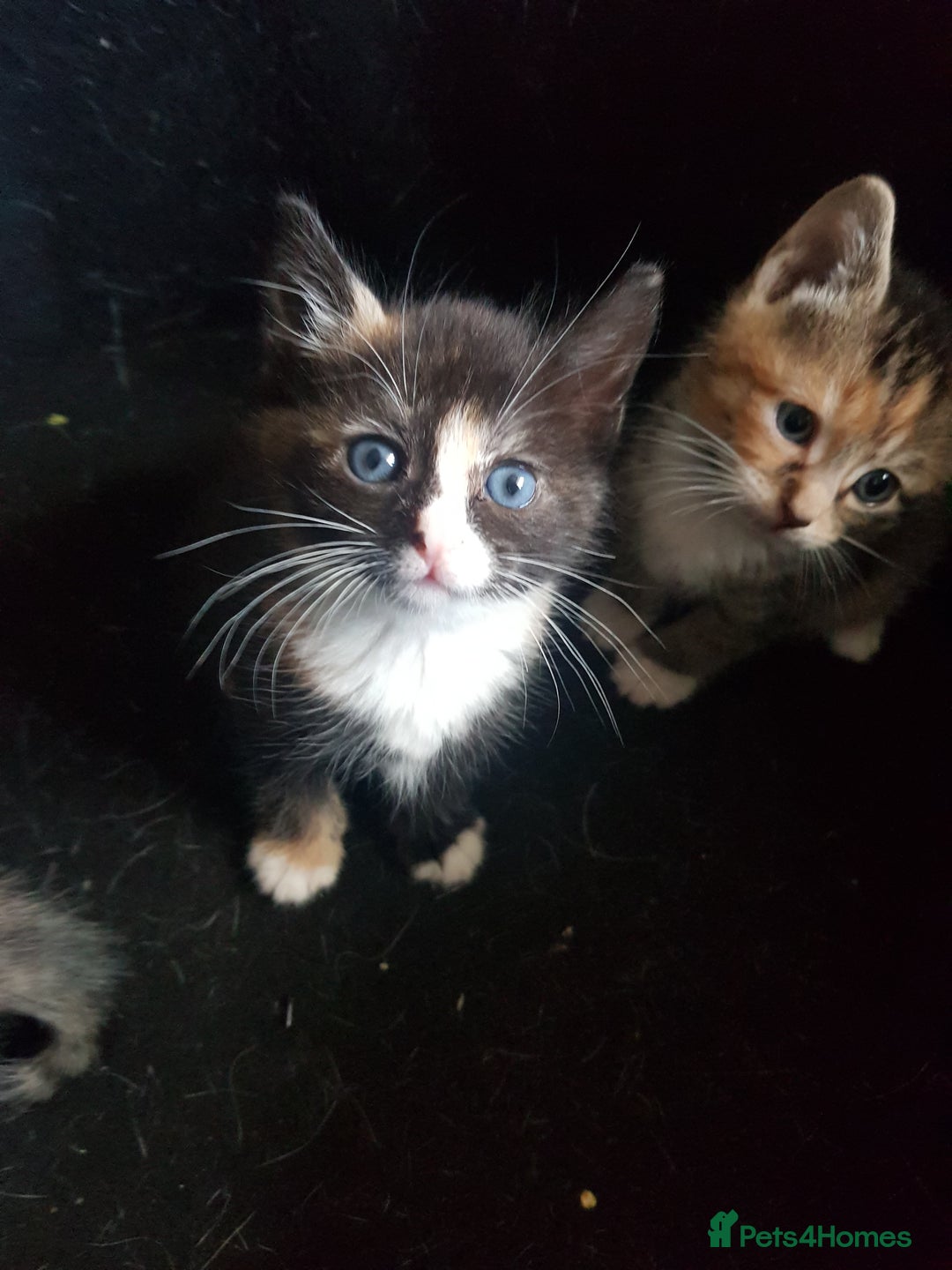 Mixed Breed cats for sale: 3 beautiful female kittens  - Image 1