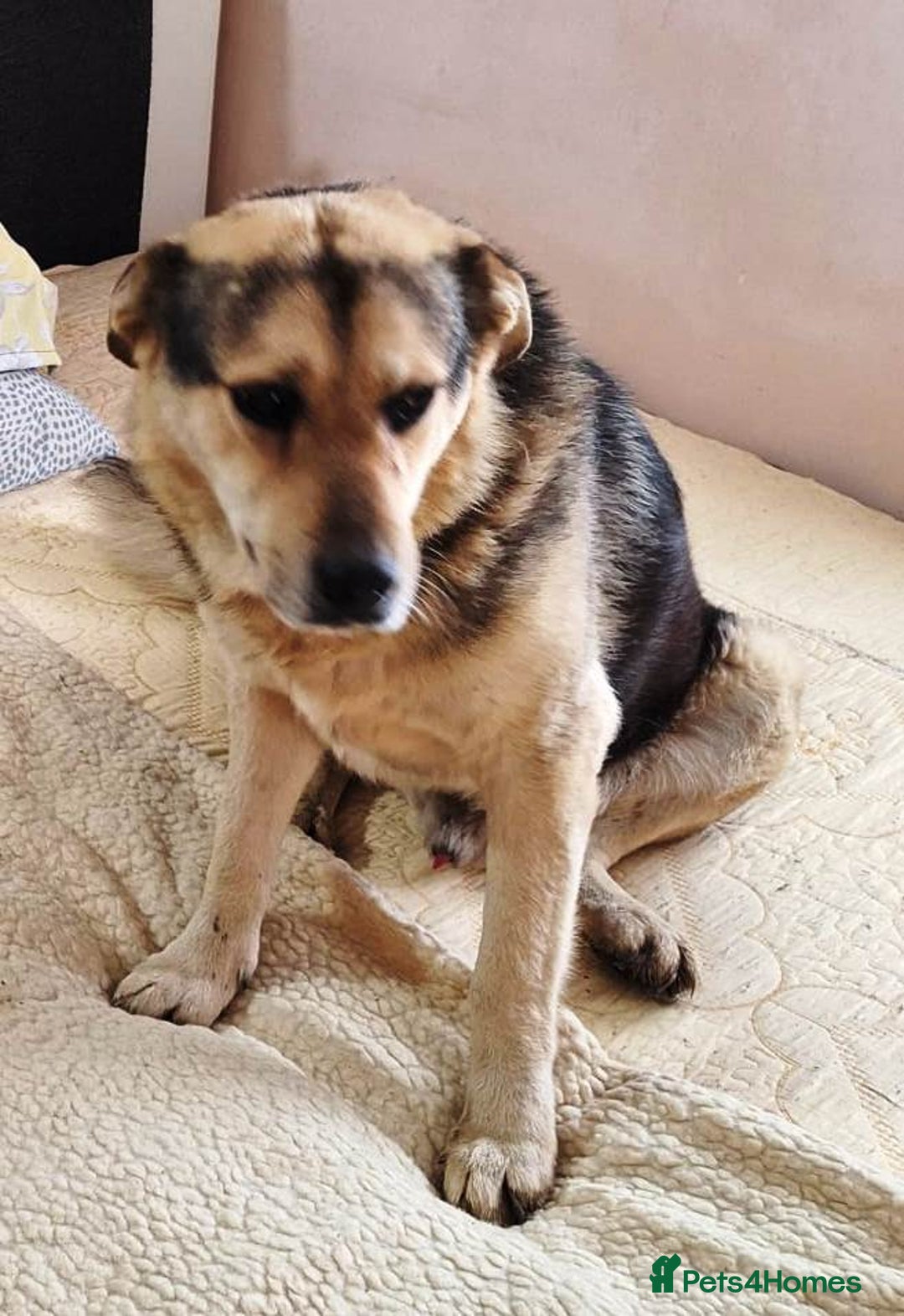 Mixed Breed dogs for adoption: 🐶Really… does nobody want to give me a chance? 💔 - Advert 24