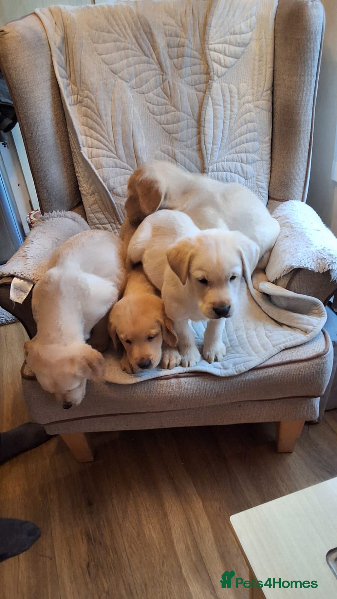 Goldador dogs for sale: Goldador puppies  - Advert 5