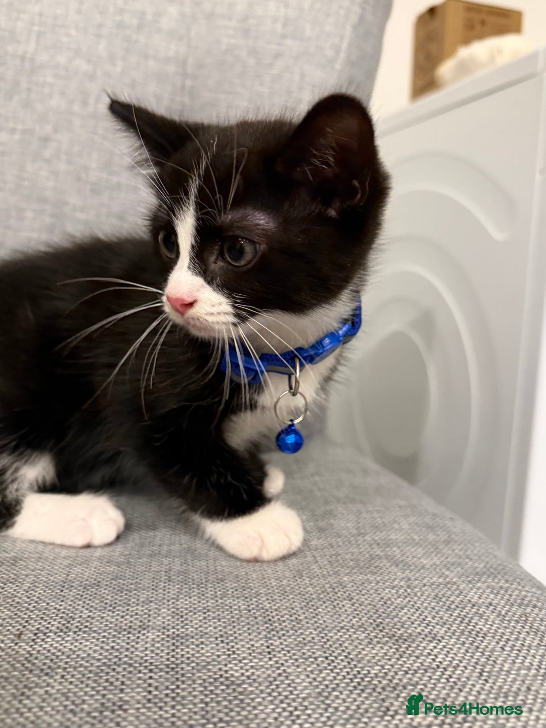 Mixed Breed cats for sale: Playful kittens 🐱 🩷 - Advert 6