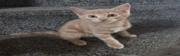 Mixed Breed cats for sale: Kittens for sale in Northwich - Advert 8
