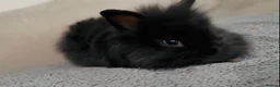 Lionhead rabbits for sale: Pure Bred Double Maned Lionhead babies   - Advert 7