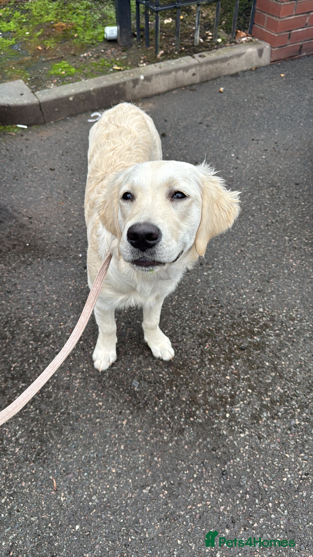 Golden Retriever dogs for sale: Beautiful 8-Month Female Golden Retriever Puppy 5⭐ - Advert 8