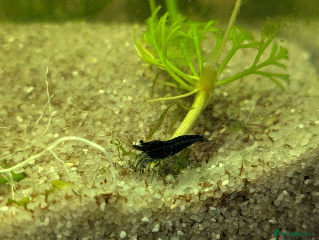 Shrimps fish for sale: 5 Blue Shrimp - Image 2
