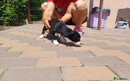 Mixed Breed dogs for adoption: Meet LUNA, a Lovely Puppy Girl - for a Loving Home - Image 20
