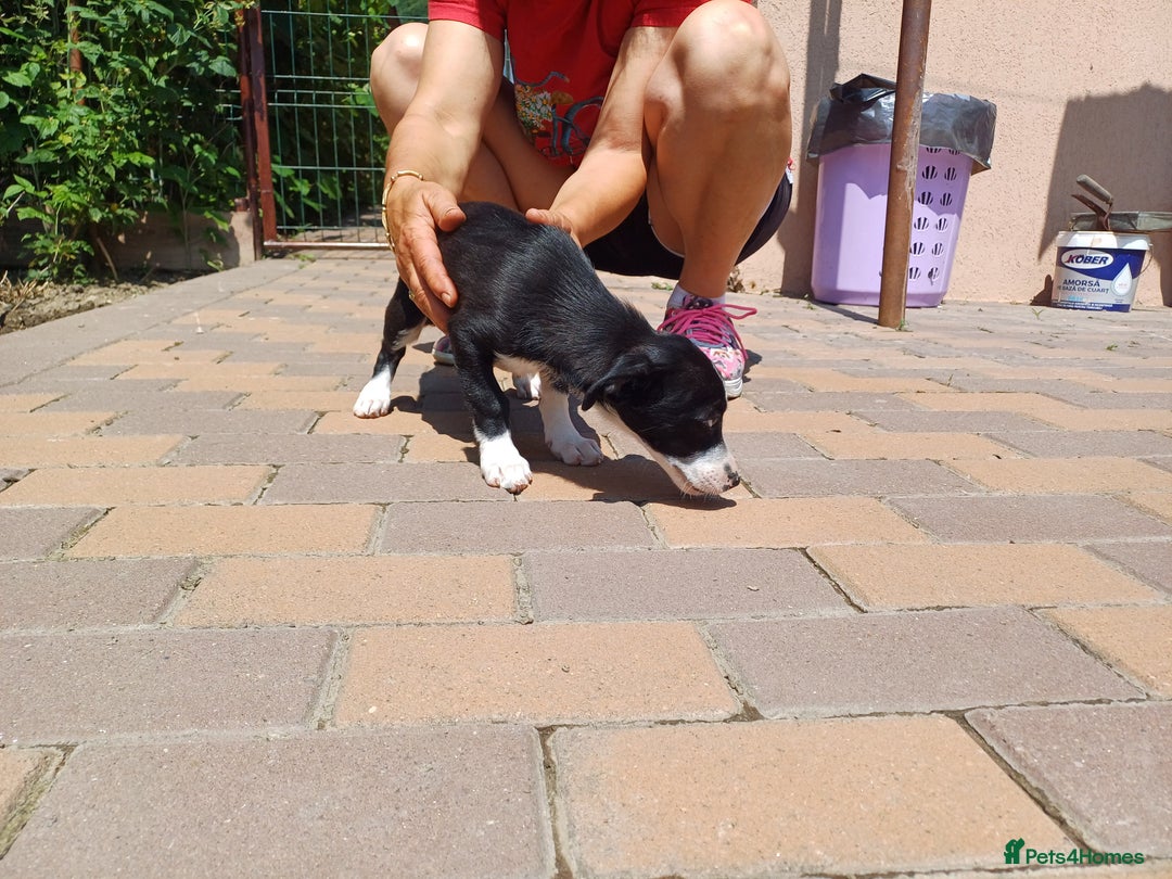 Mixed Breed dogs for adoption: Meet LUNA, a Lovely Puppy Girl - for a Loving Home - Image 20