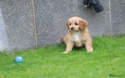Cavapoo dogs for sale: F1 Cavapoo puppies for sale - Image 33