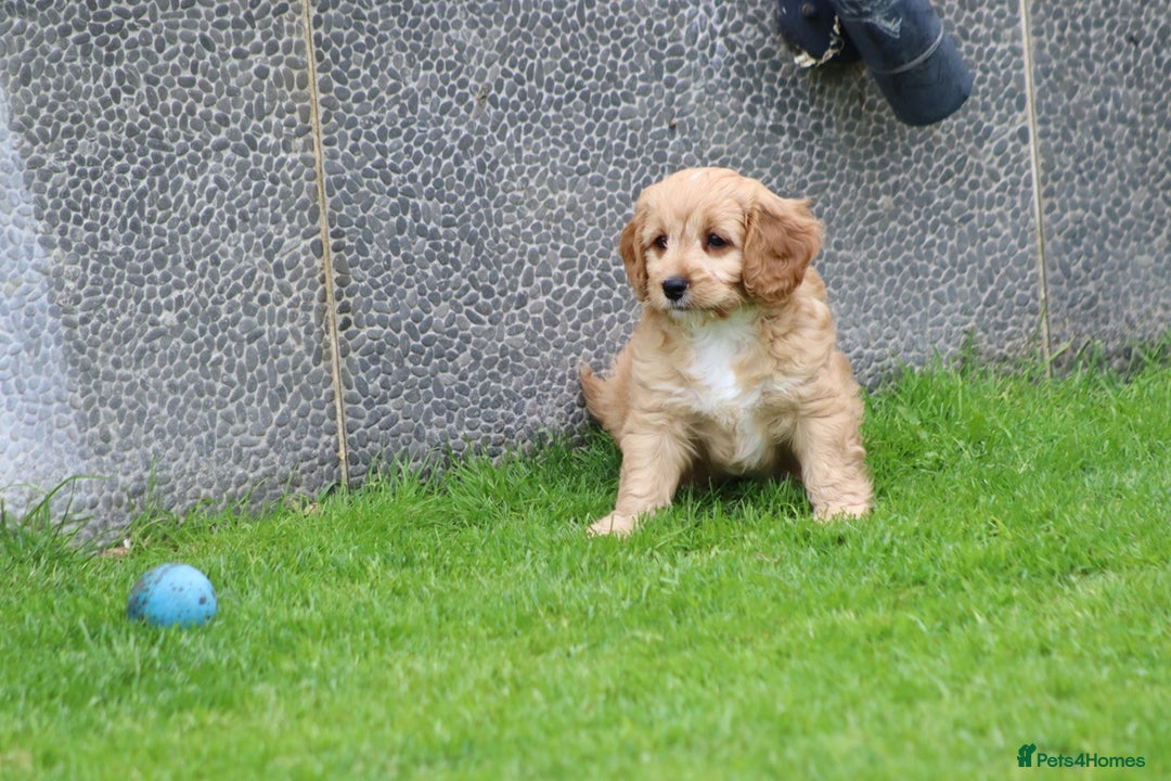 Cavapoo dogs for sale: F1 Cavapoo puppies for sale - Image 33