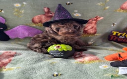 Cockapoo dogs for sale: PRA clear F1b Cockapoo puppies  - Image 33