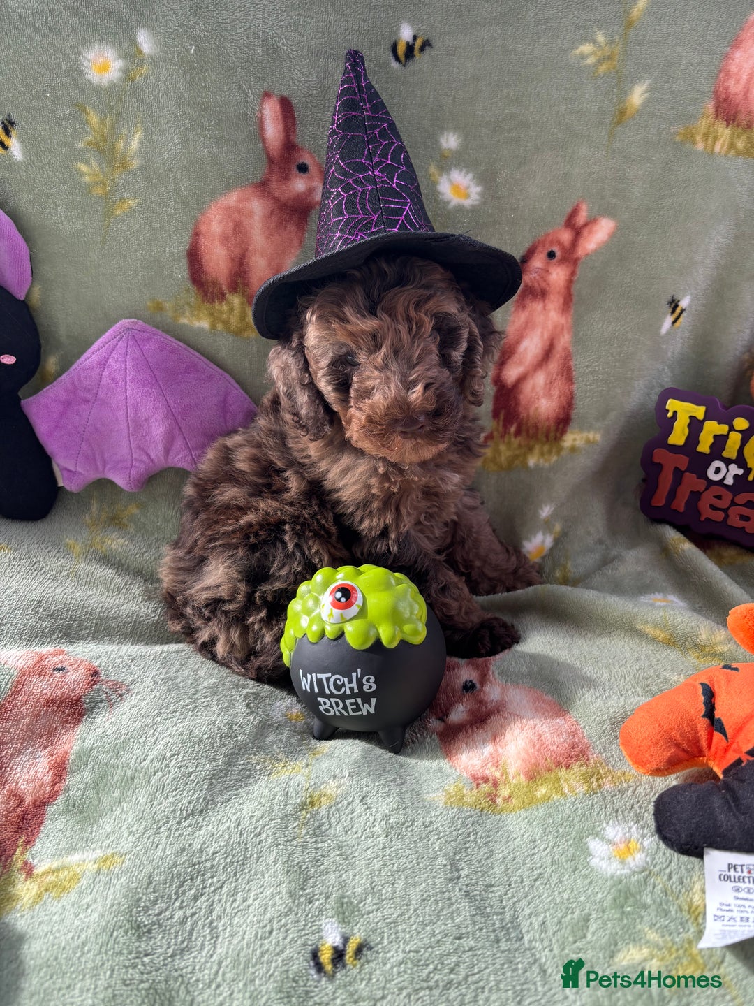 Cockapoo dogs for sale: PRA clear F1b Cockapoo puppies  - Image 33